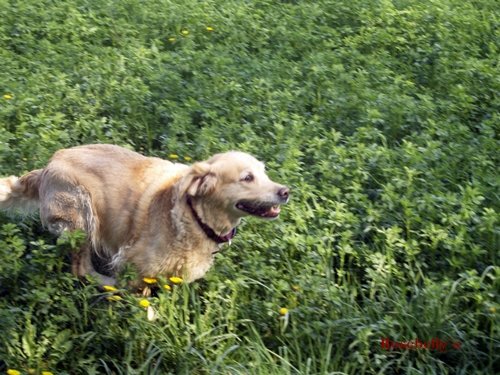 photo96.jpg