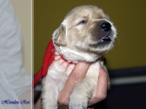 hndinrot.jpg